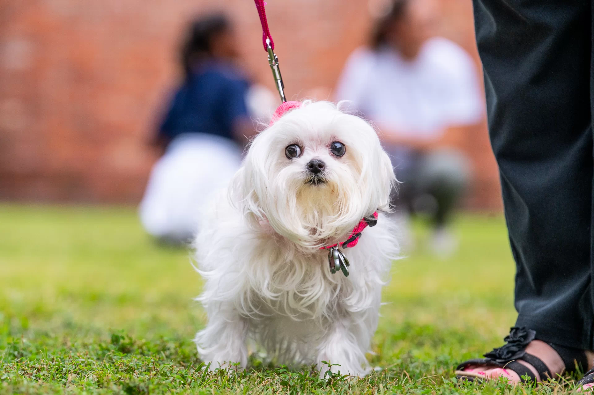 Blessing Of The Animals 0907.webp